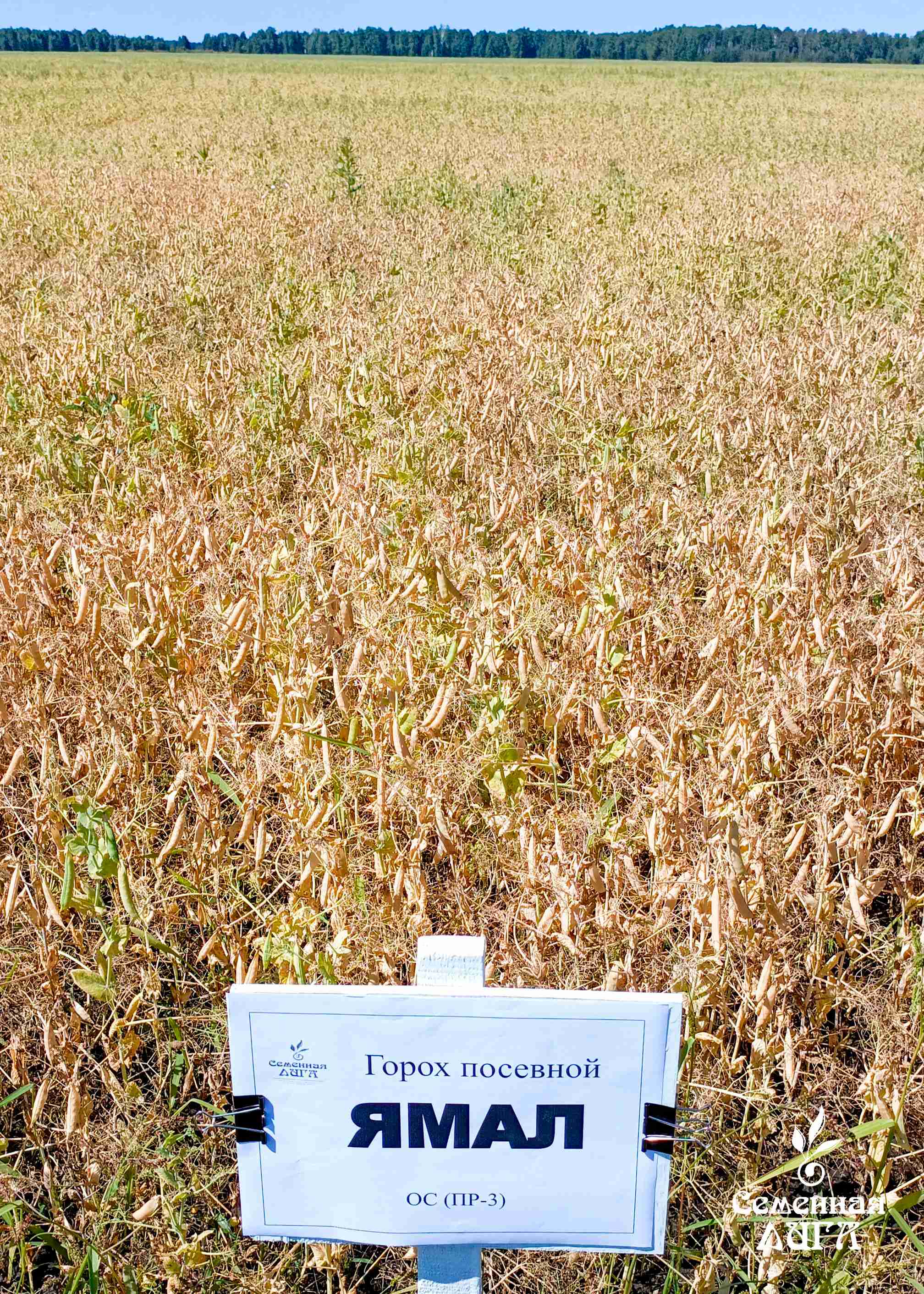 Главное изображение