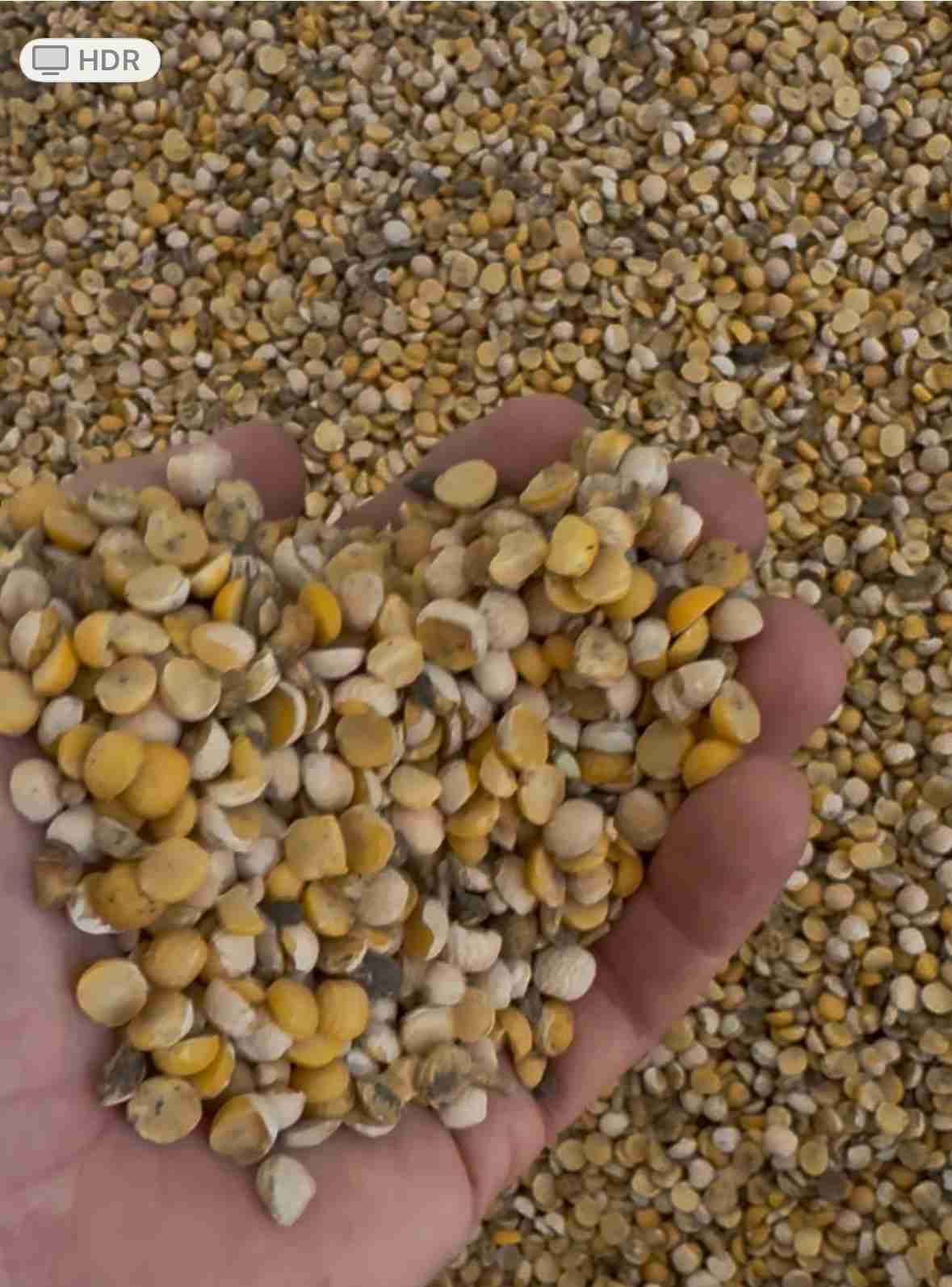 Фотография Продаю половинки гороха