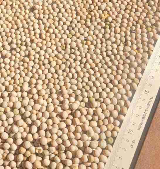 Фотография Куплю Горох