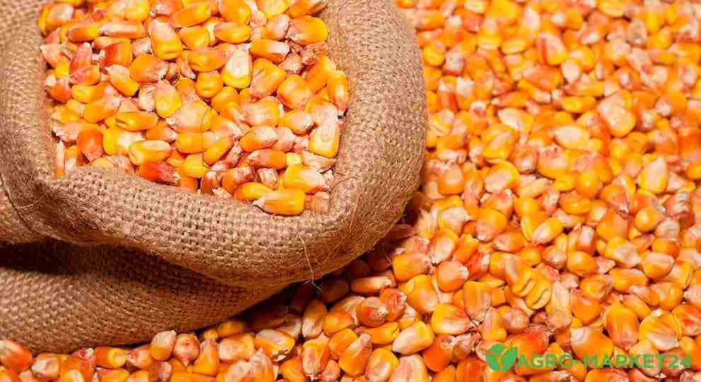 Фотография Кукуруза