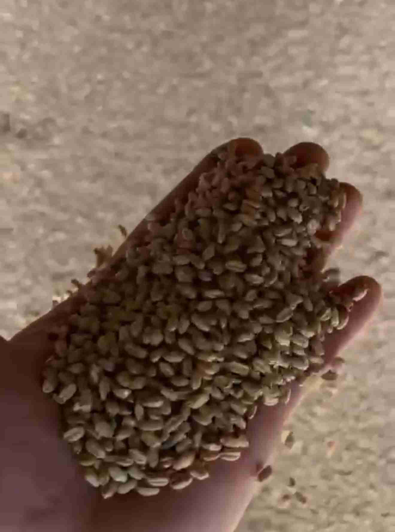 Главное изображение