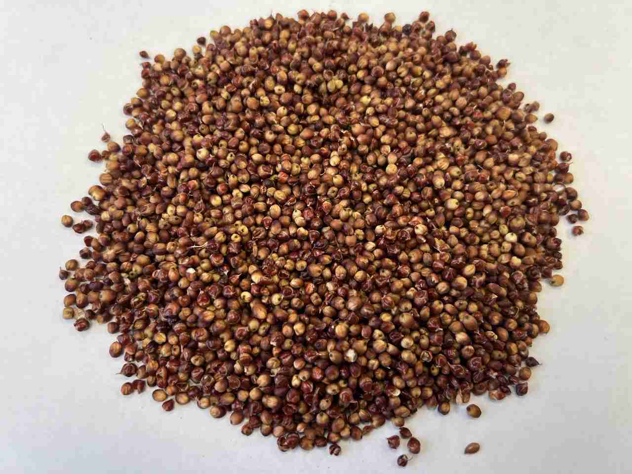 Фотография Семена сорго