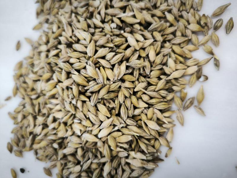 Фотография Продам Ячмень