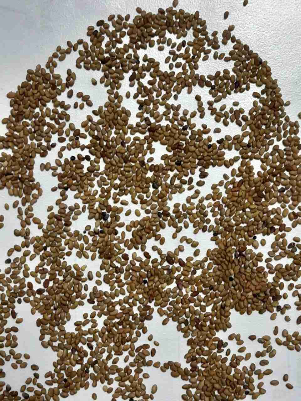 Главное изображение