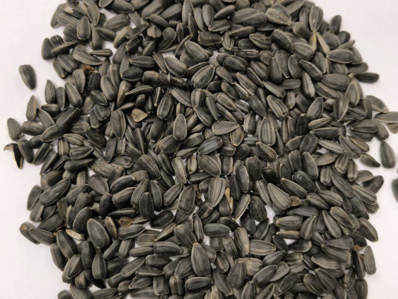 Фотография Продам Семена Подсолнечника Воронежский 638 РС1