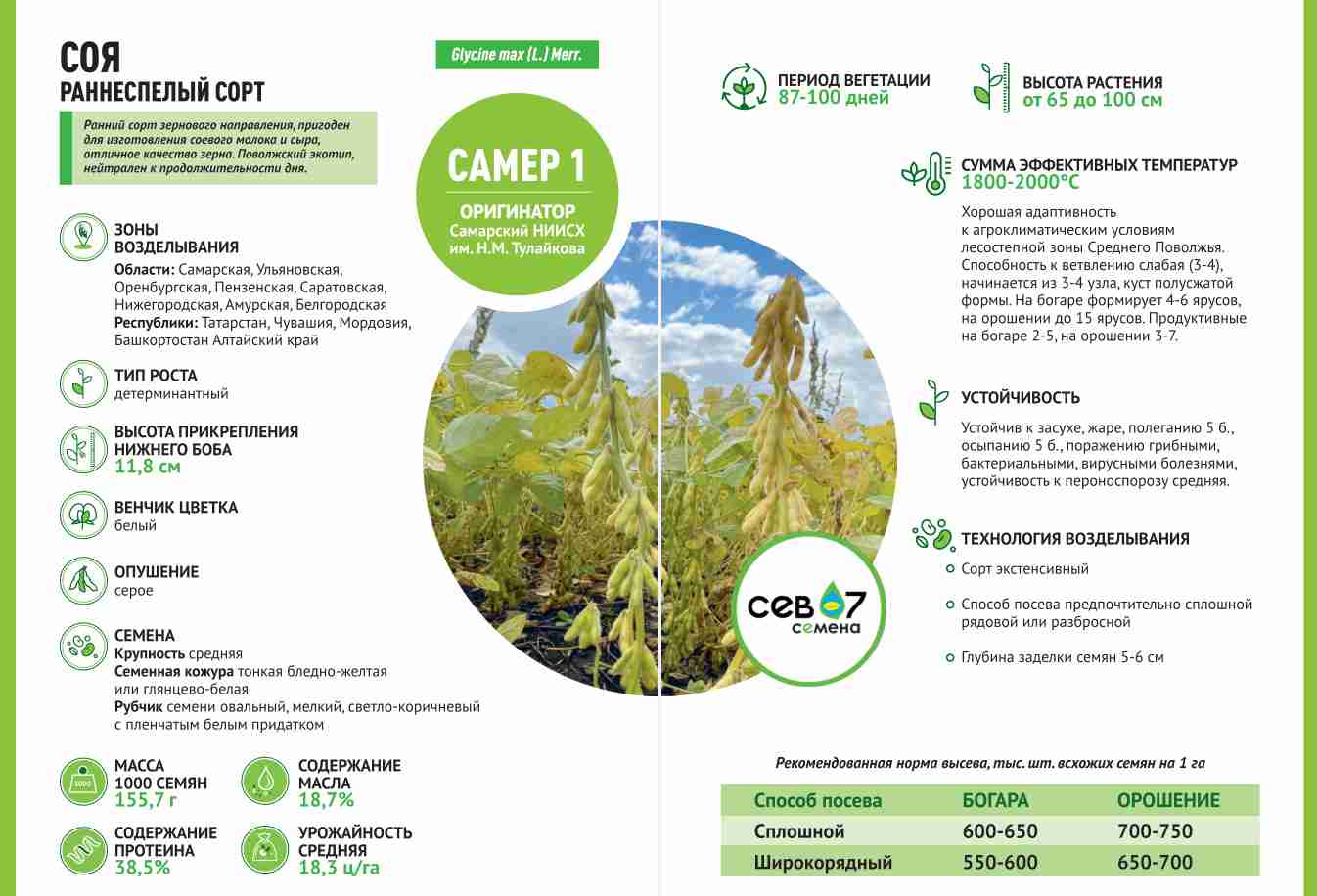 Фотография семена сои САМЕР-1 (Элита)