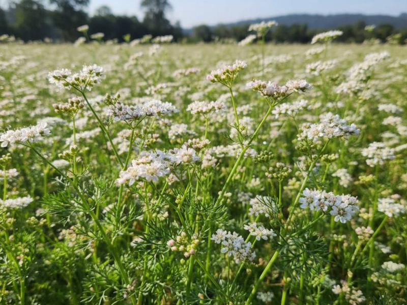 Фотография Продам Кориандр