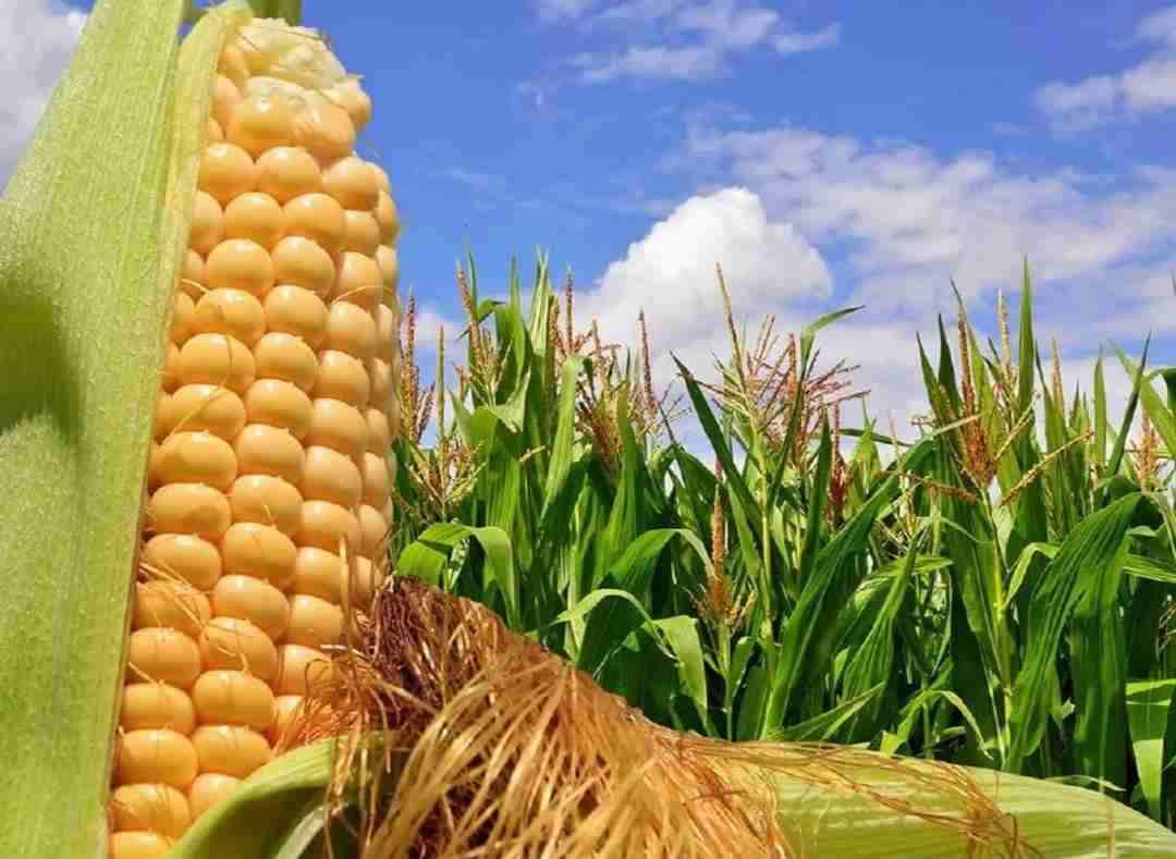 Фотография Семена Кукуруза