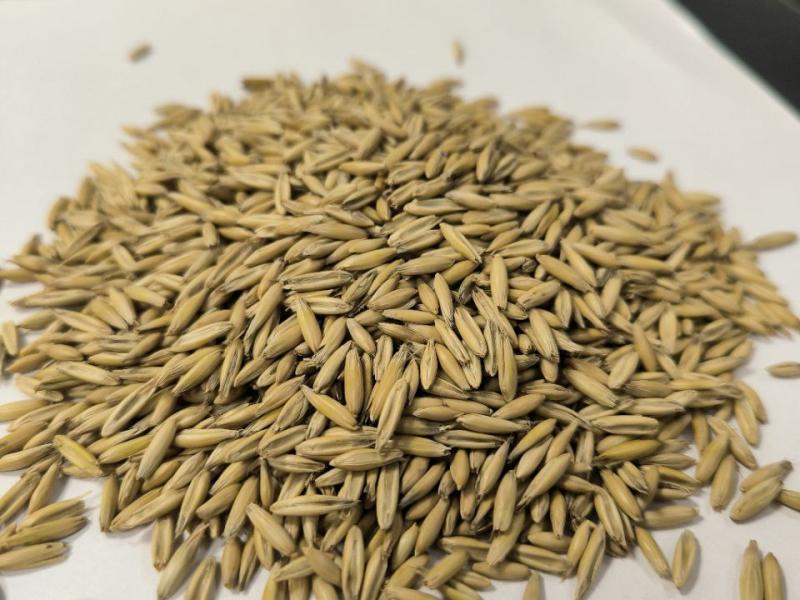 Фотография Зерно, Овёс, Класс 2