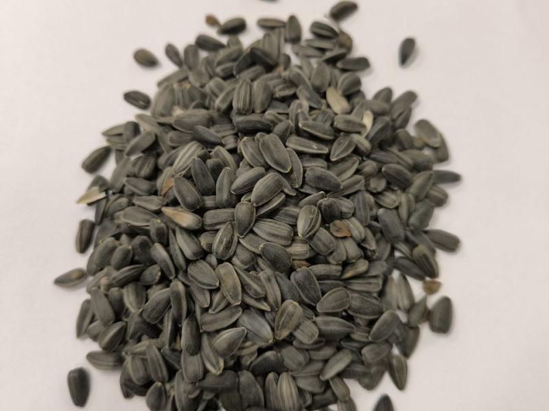 Фотография Подсолнечник