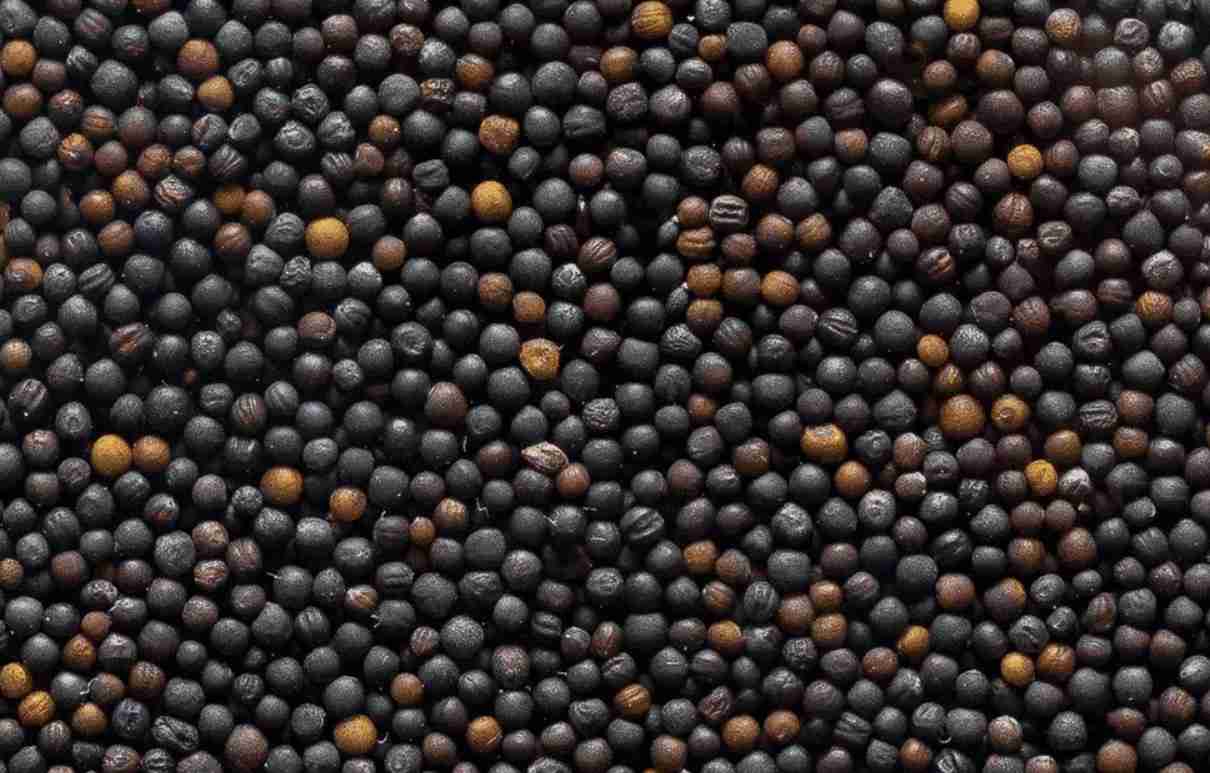 Фотография Куплю рапс