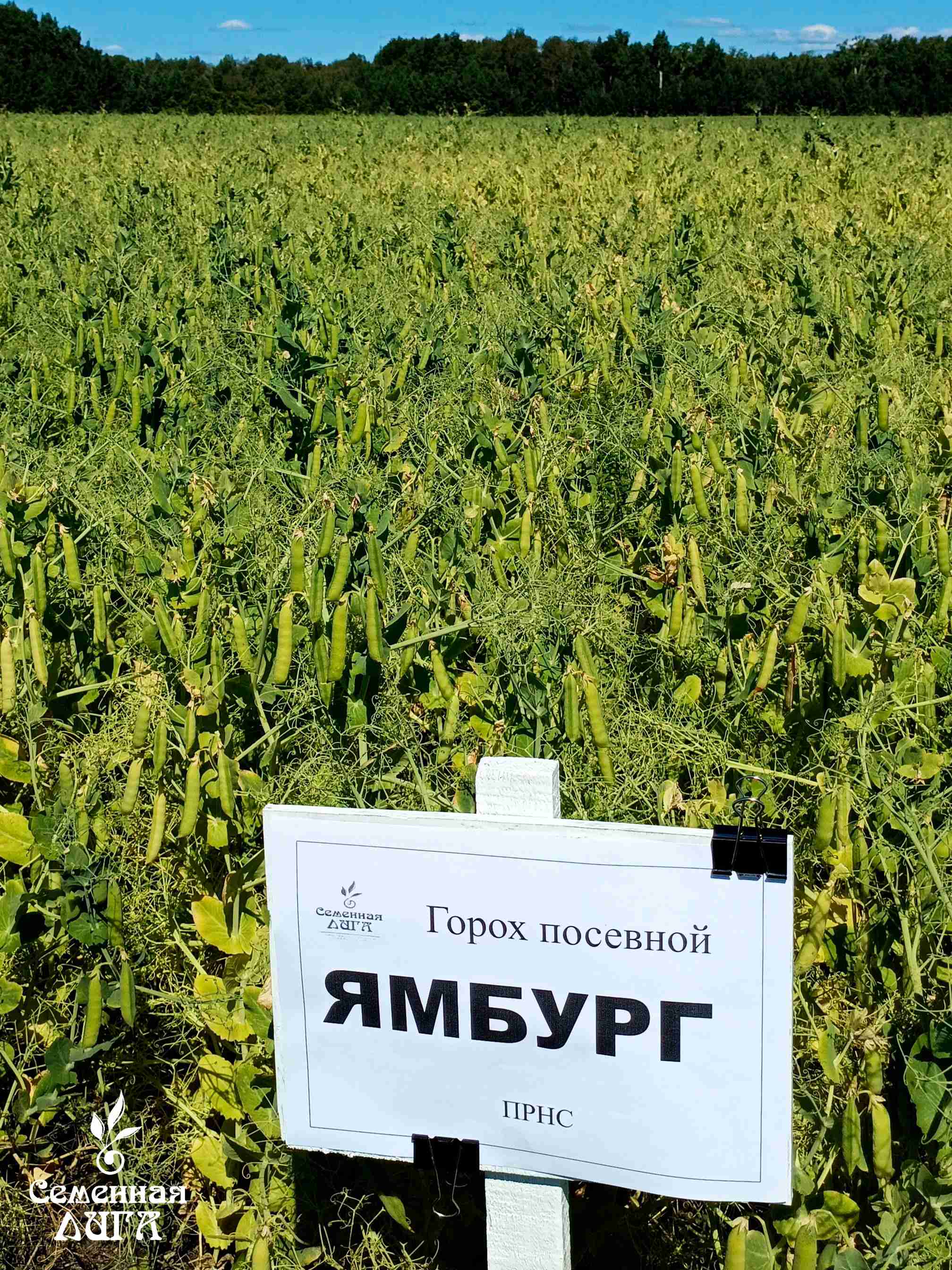 Фотография Семена гороха посевного сорт Ямбург