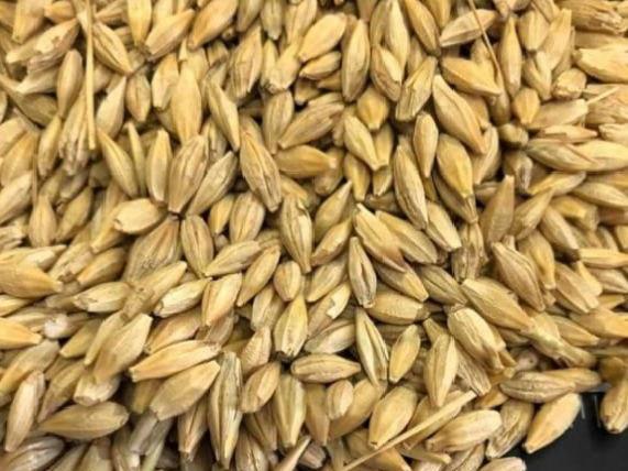 Фотография Продам Ячмень