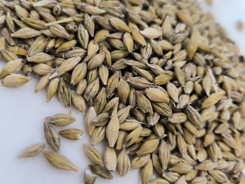 Фотография Продам ячмень