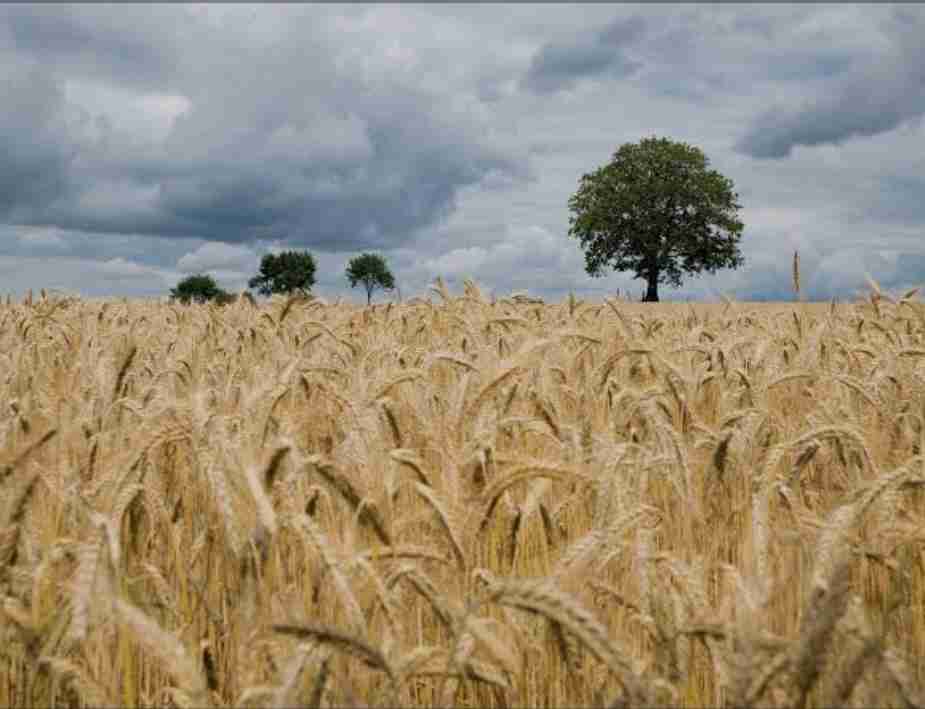 Фотография Закуп зерна