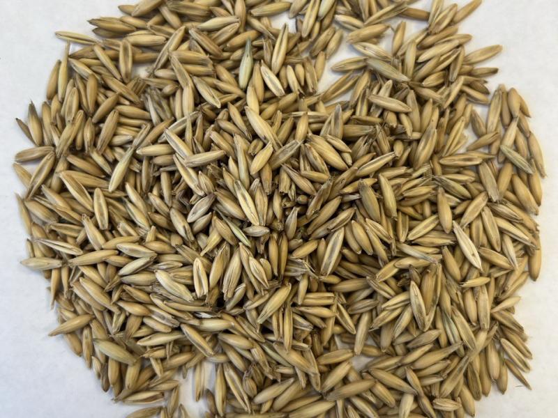 Фотография Продам Овес