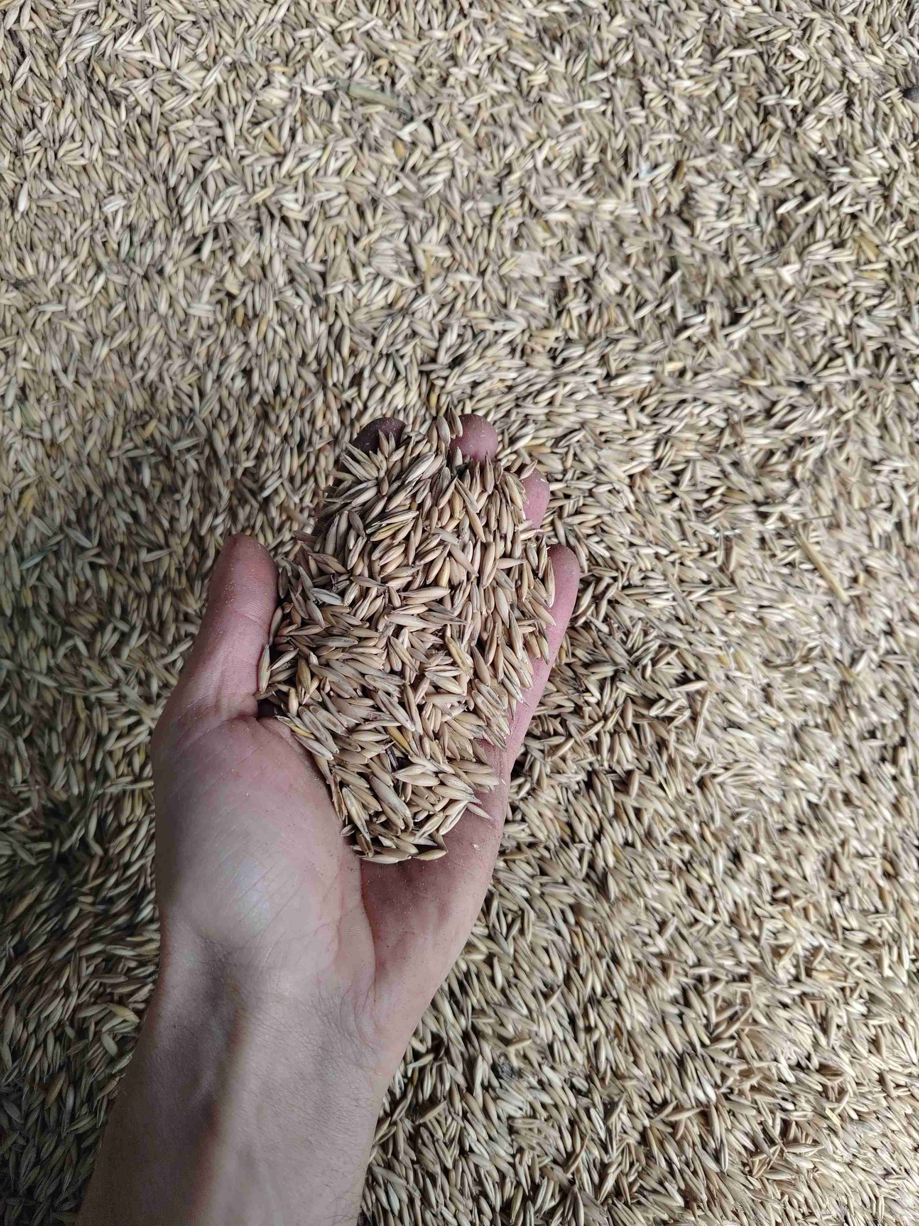 Фотография Овёс