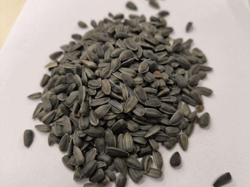 Фотография Закупаем подсолнечник кондитерский 38+