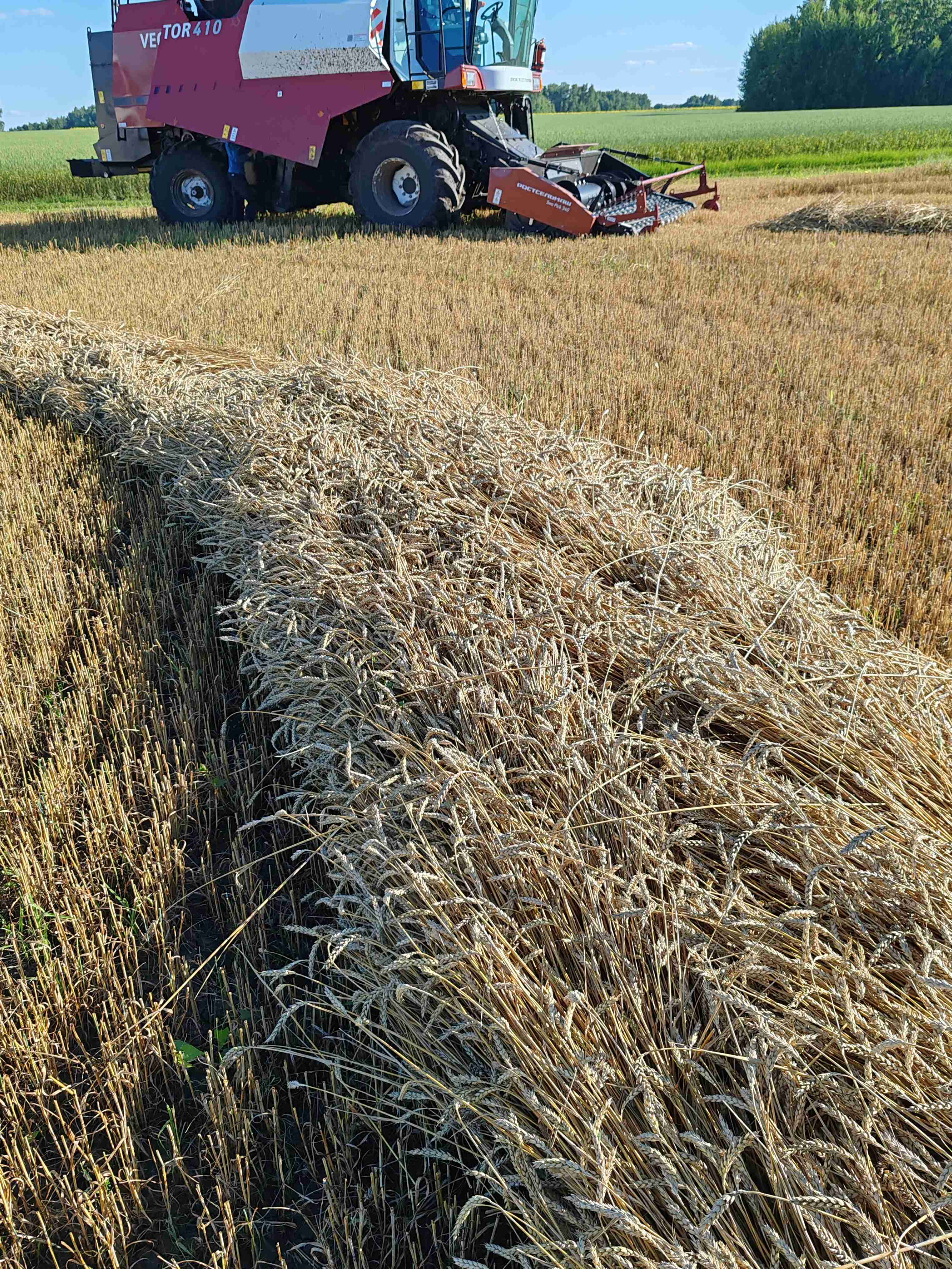 Фотография озимая пшеница