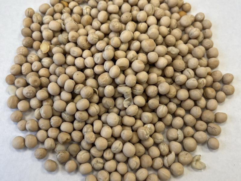 Фотография Семена гороха