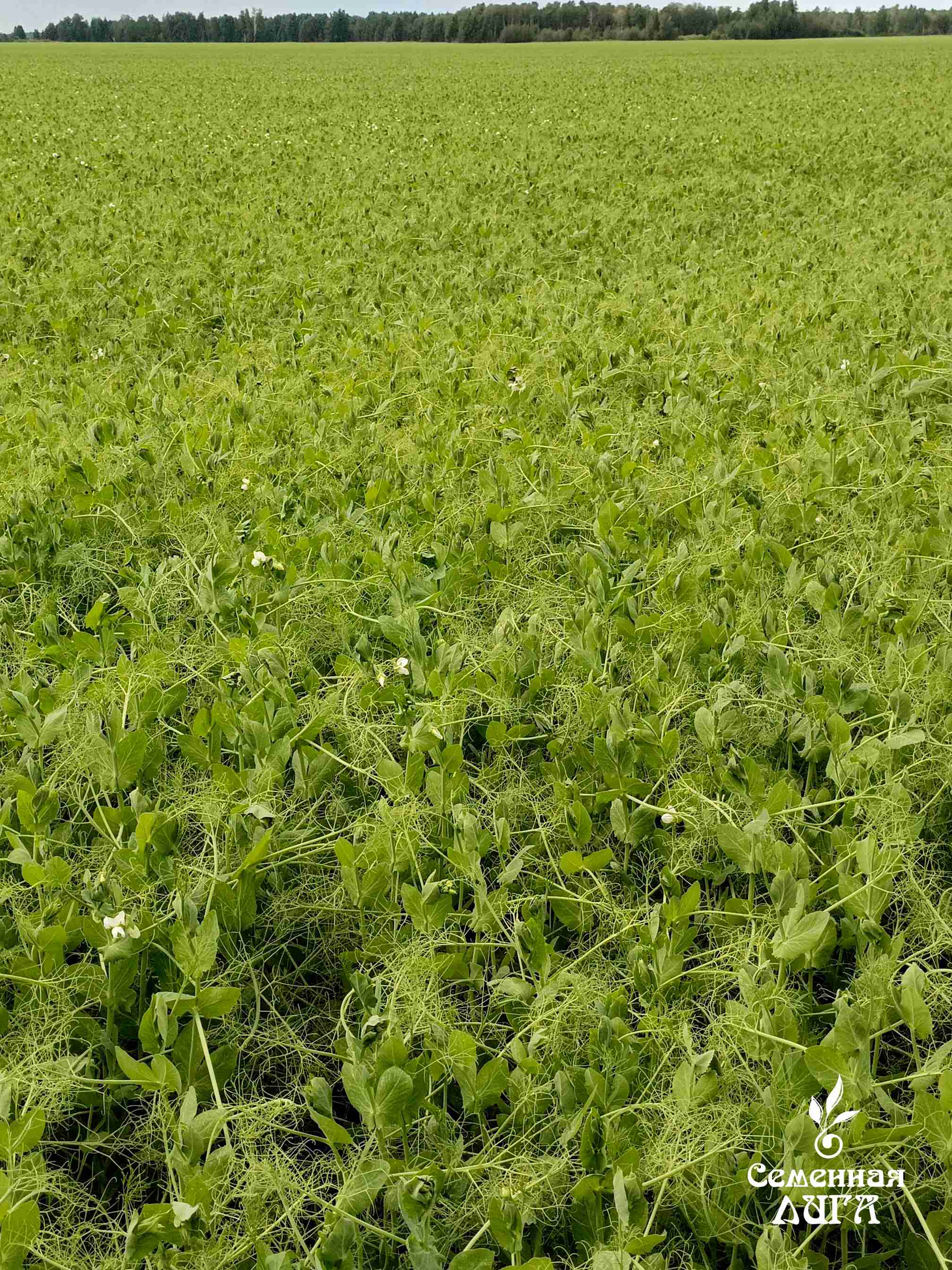 Слайдер слева