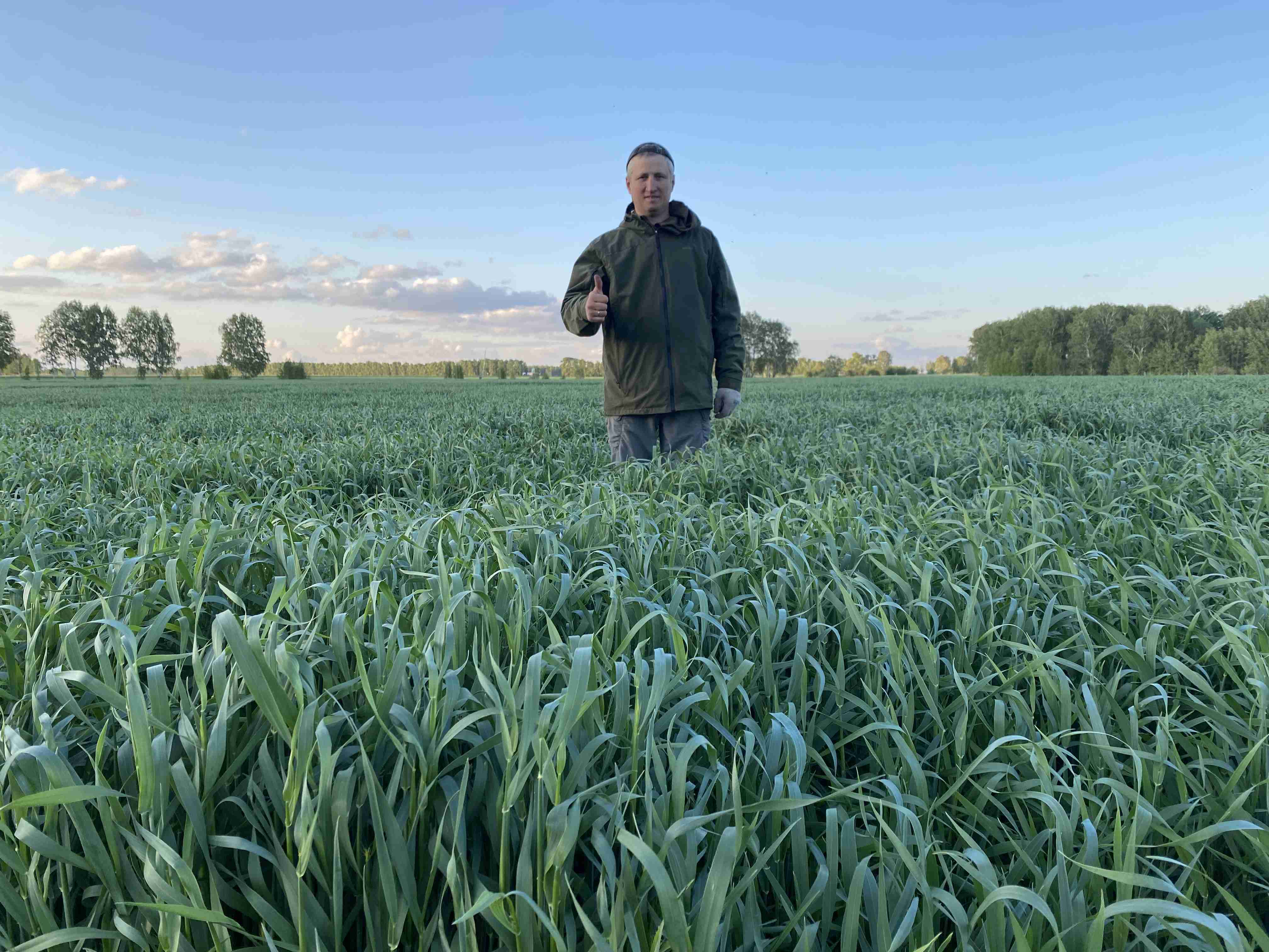 Фотография Семена оригинальные рожь