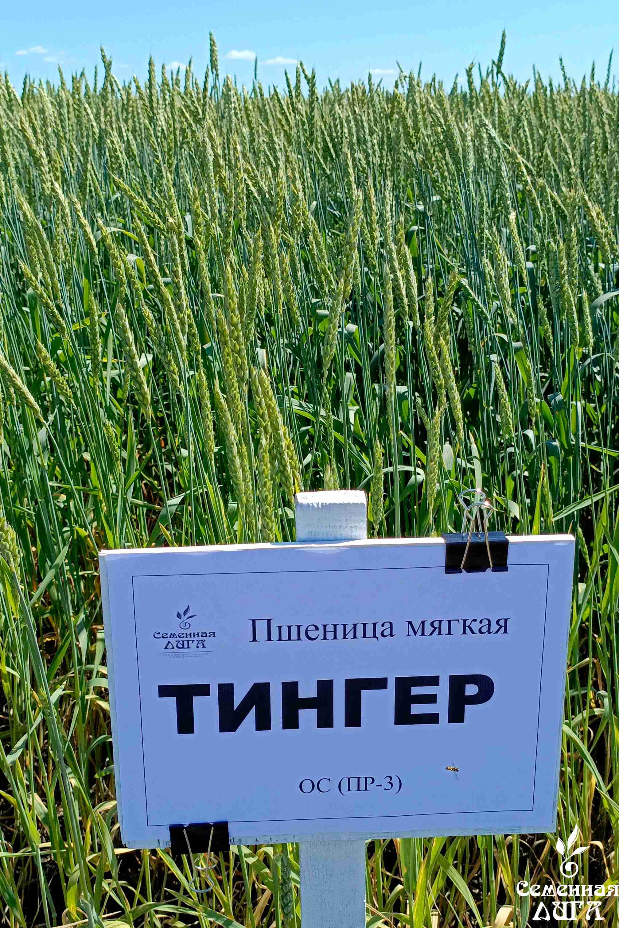 Фотография Семена пшеницы мягкой яровой сорт Тингер