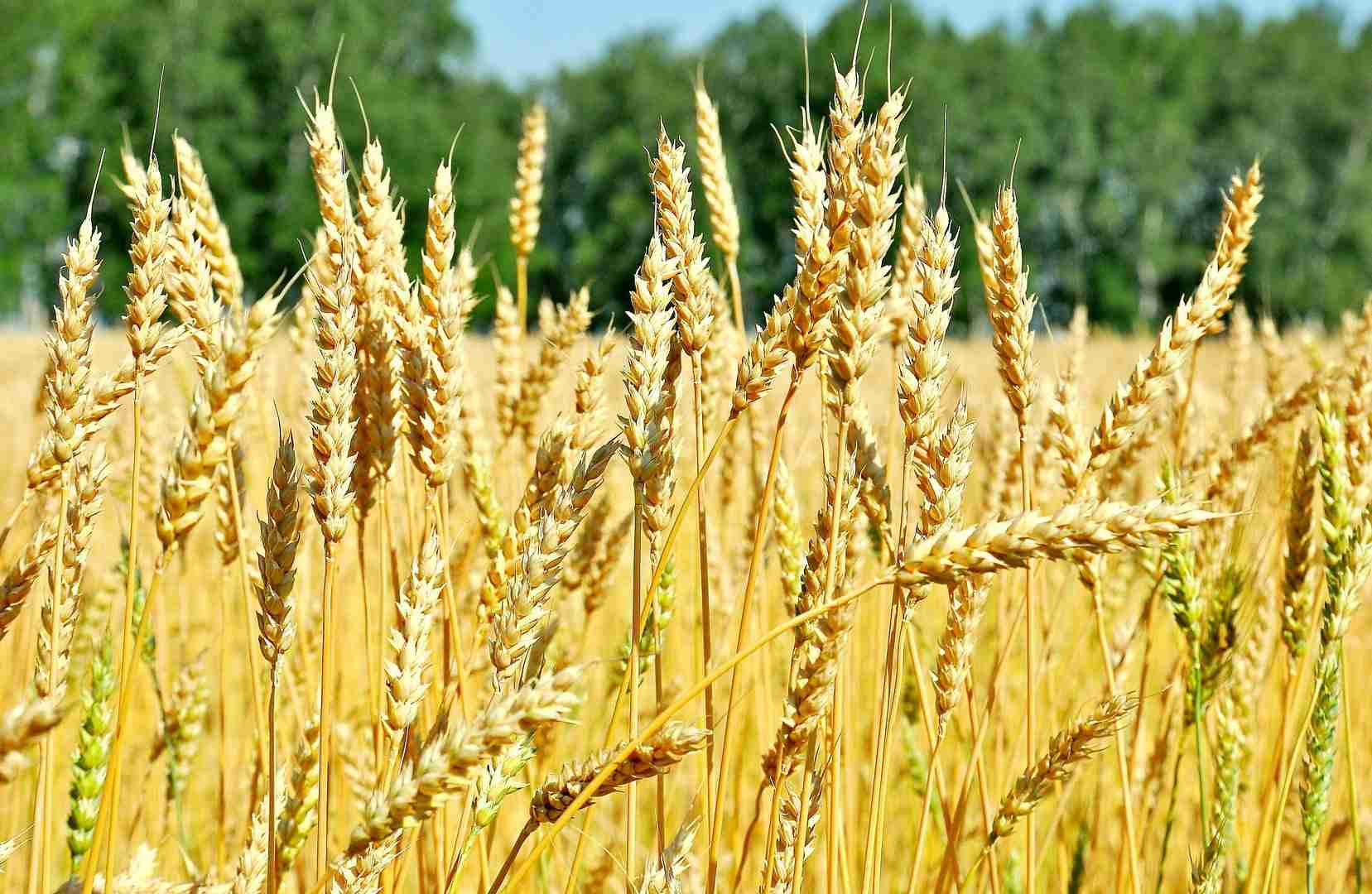 Фотография Твердая пшеница